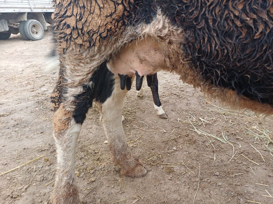 Бузаулы сиыр ұрғашы