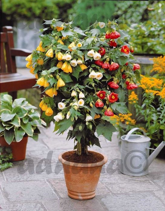Plic 250 Seminte Abutilon