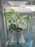 Monstera Deliciosa / Minima / Thai (variegated)