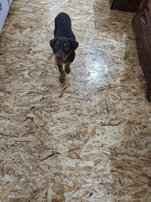 Продаётся доберман, девочка 2 месяца. 800 тыс.