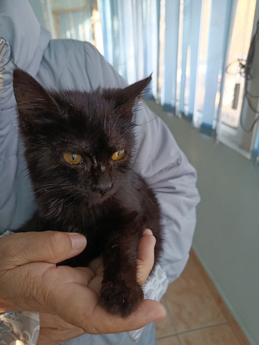 Кошечка, девочка, кушает, ходит на лоток,в добрые руки