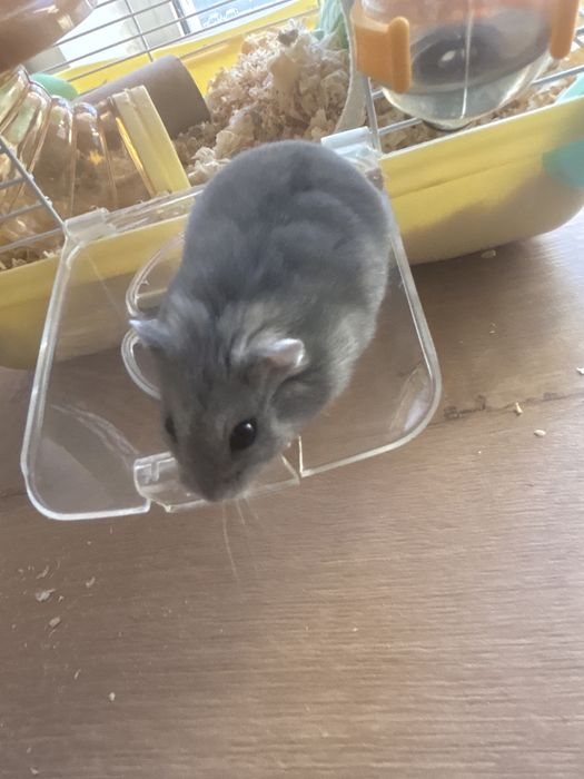 Одаю бесплатно чункалика девочка добрая  клетка стоит 10 000