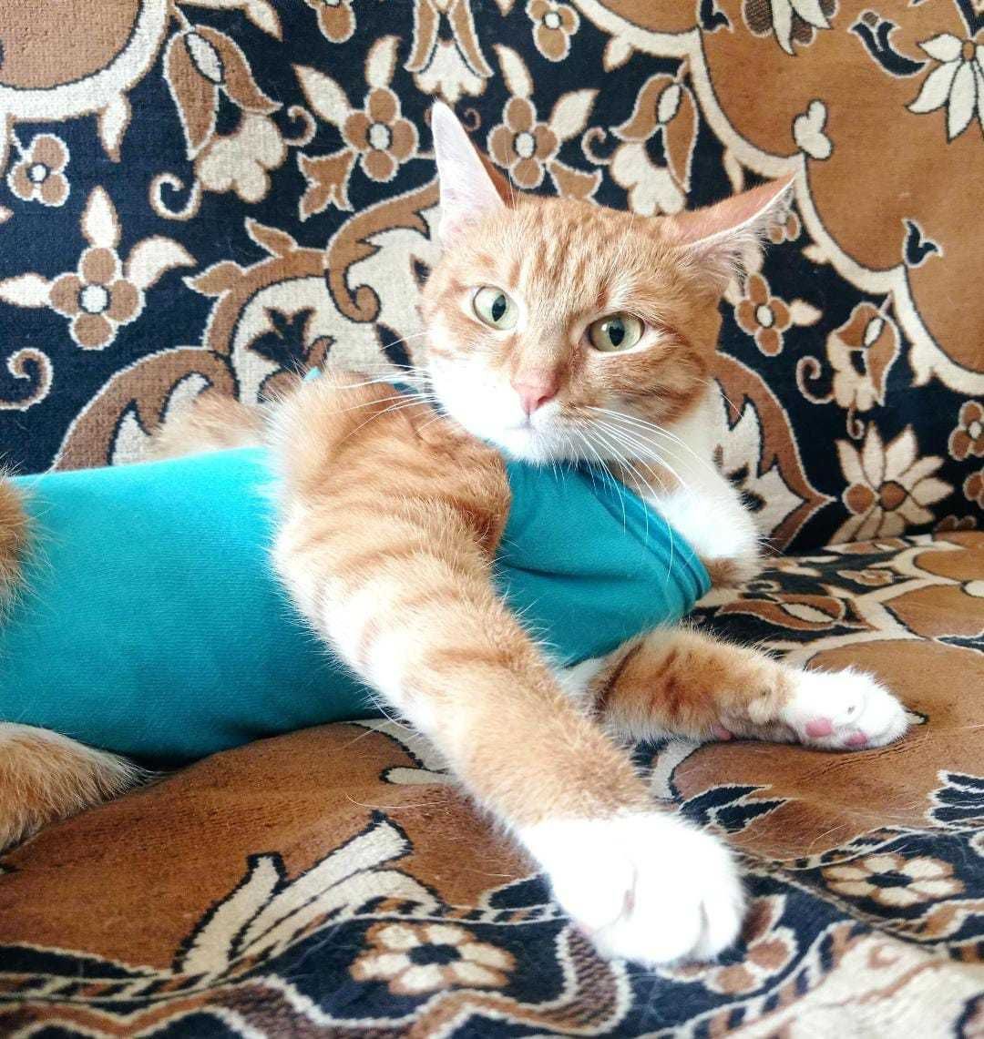 Кошечка в ответственные руки