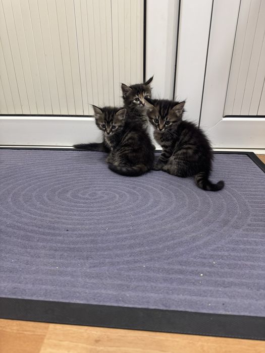 Милые домашние котята