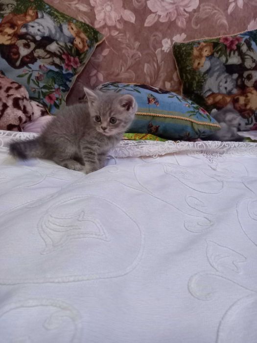 Mushuklar sotiladi onasi 1 ta tuqqan aqilli