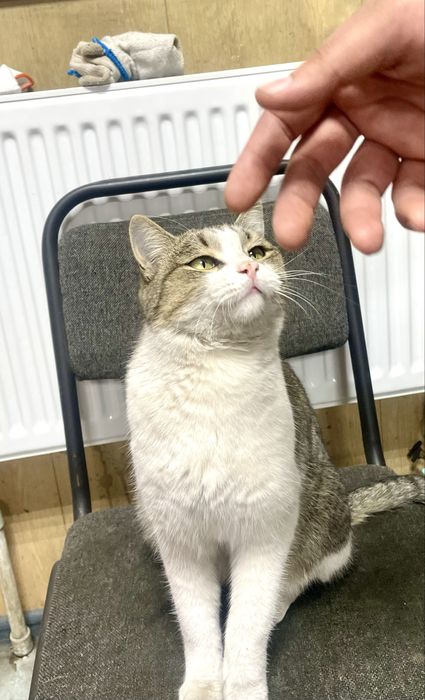 Найден кастрированный кот в районе Айтиева и Казыбек би