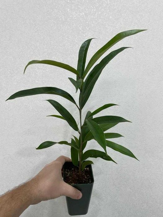 Фикус Маклиланда 'Амстел Кинг'