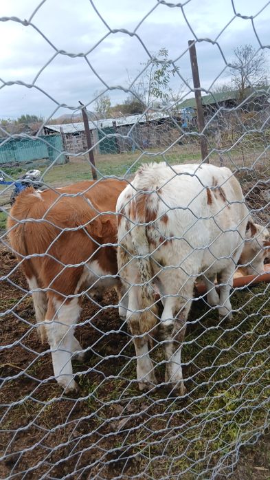 Vitei      de   vanzare