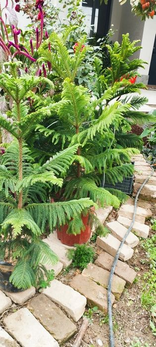 Продам Ёлка араукария