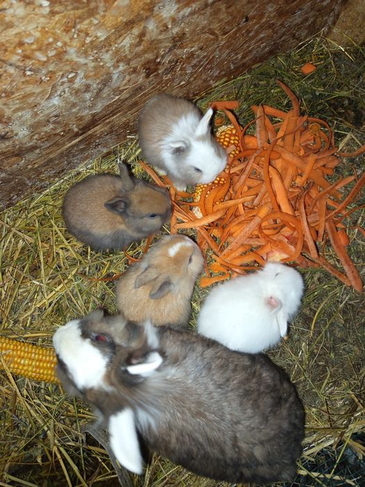 Pui de iepurași cap de leu - 50 lei