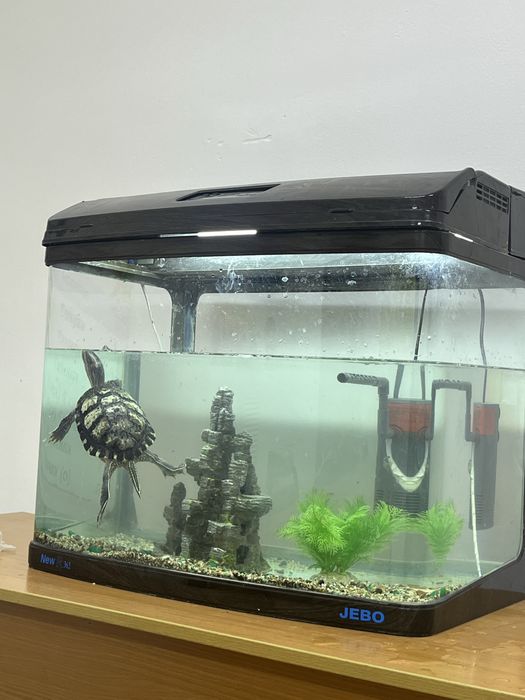 Отдам черепашку бесплатно (без аквариума)