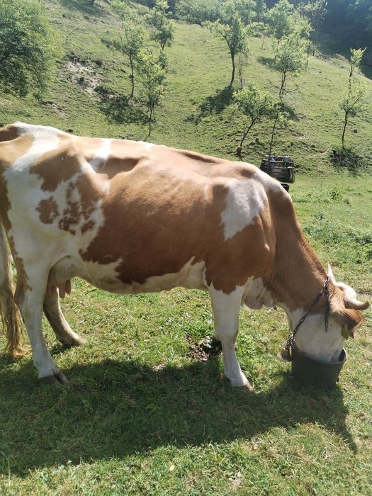 Vaca de vânzare de lapte are 9 ani