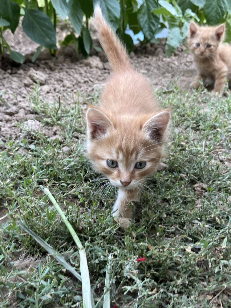 Котята, марғаулар
