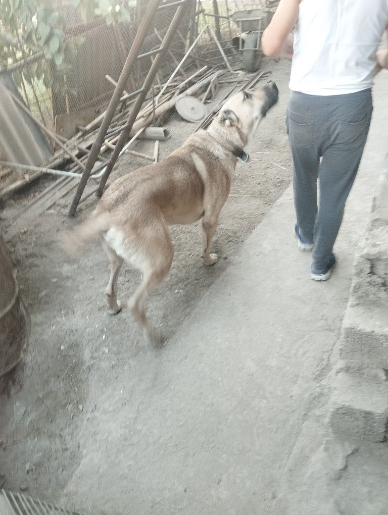 Alabay tozasi rasiyadan obkelingan yoshi 2 yosh ..12