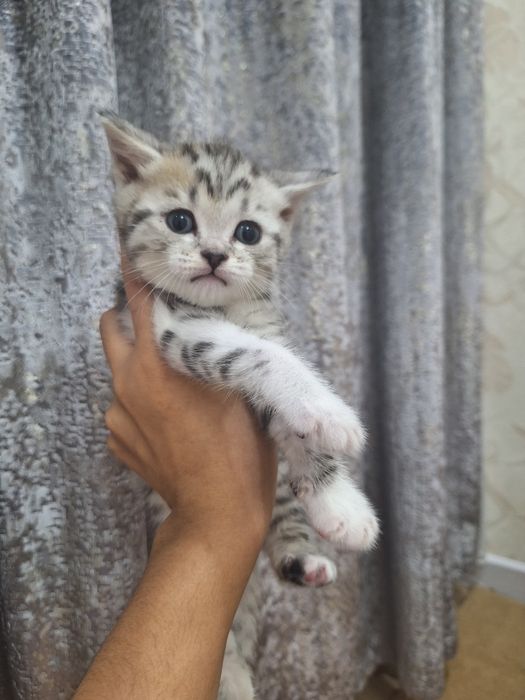 Британский серебристый шиншил котят