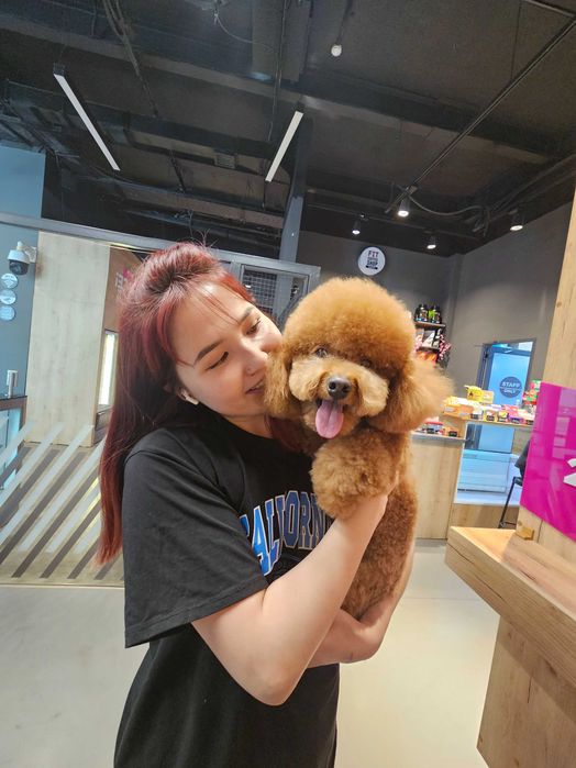 Вязка красивого той пуделя корейского типа!