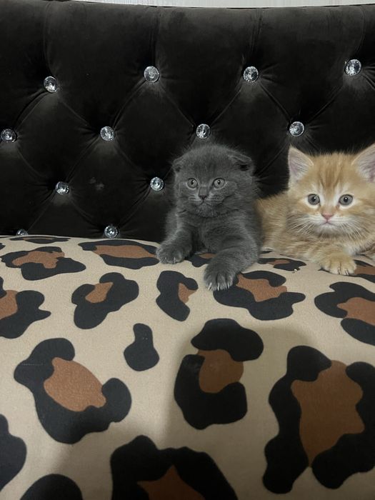 Кичкинтойла сотилади 500.000