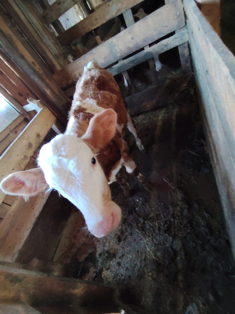 Vând vaca foarte bună cu vitel lângă ea