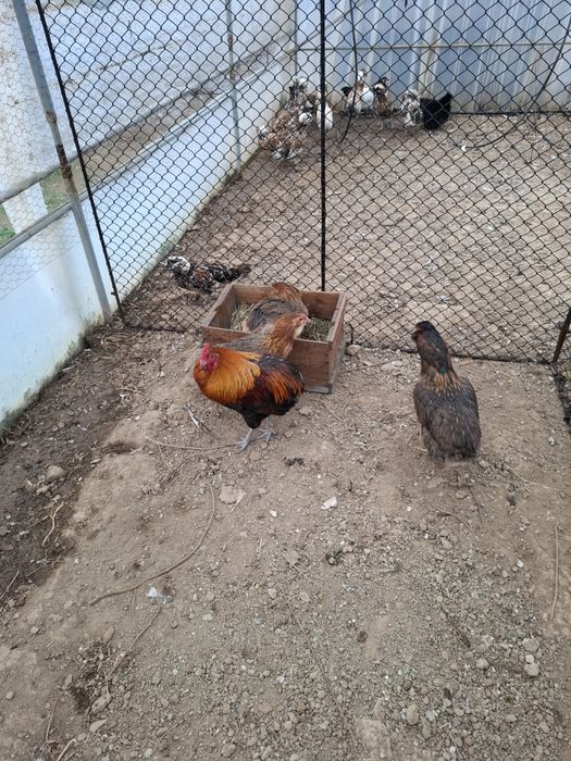 Vând familie Araucana 3+1