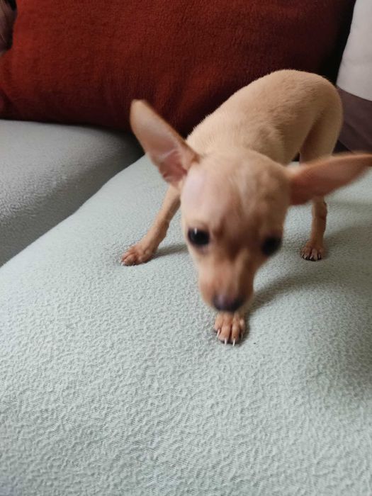 Продавам мини пинчер