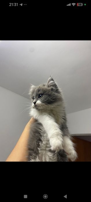 Отдаю Кошку Бесплатно