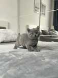 British shorthair