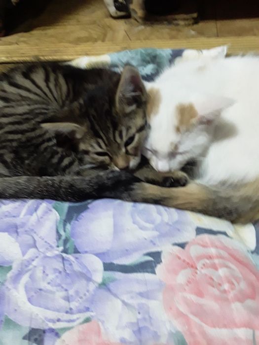 Котята в добрые руки