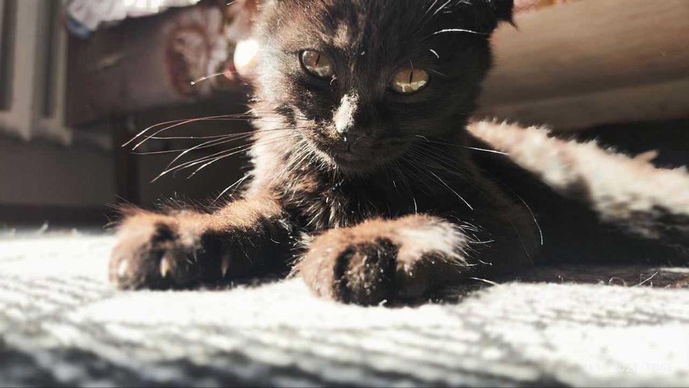 Котик Британский вислоухий девочка, приучена к лотку