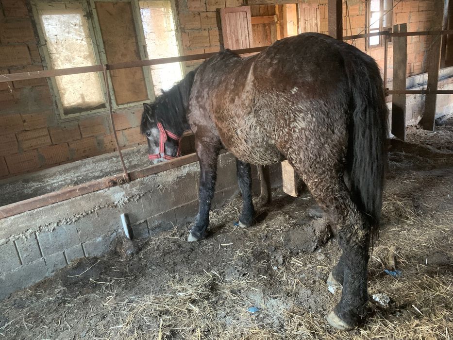 Cai amasar  de 2 ani