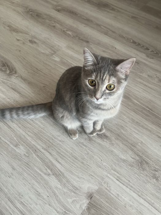 Отдам кошек девочек