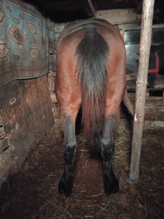 Vând mânz de un an jumate