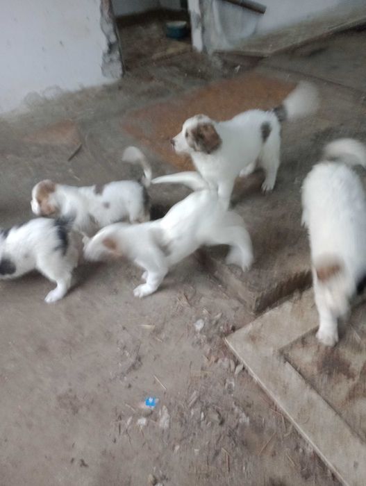 Кученца Алабаи чакат новите си стопани