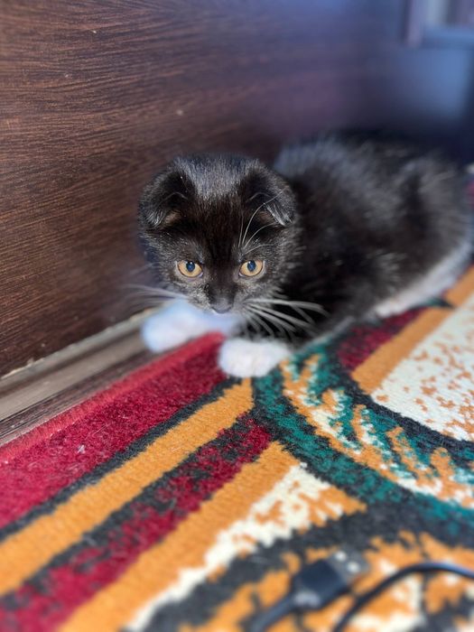 Чиройли зотдор киз мушук боласи сотилади