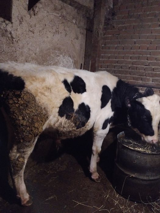 Продавам две телета гледани на яса