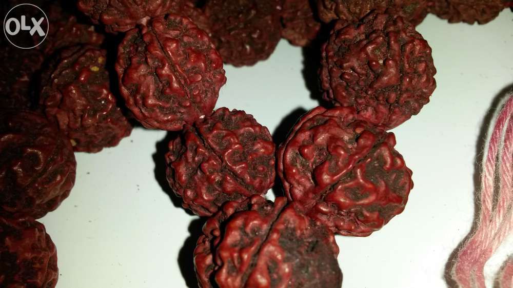 Sămburi rudraksha