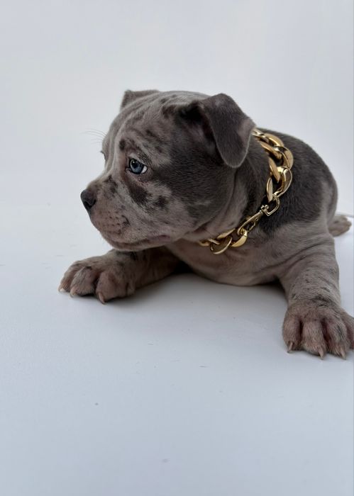American Bully Standard