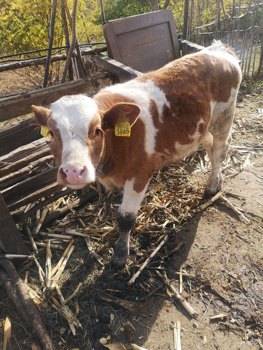 Vand vaca  Baltata Romaneasca cu vitel