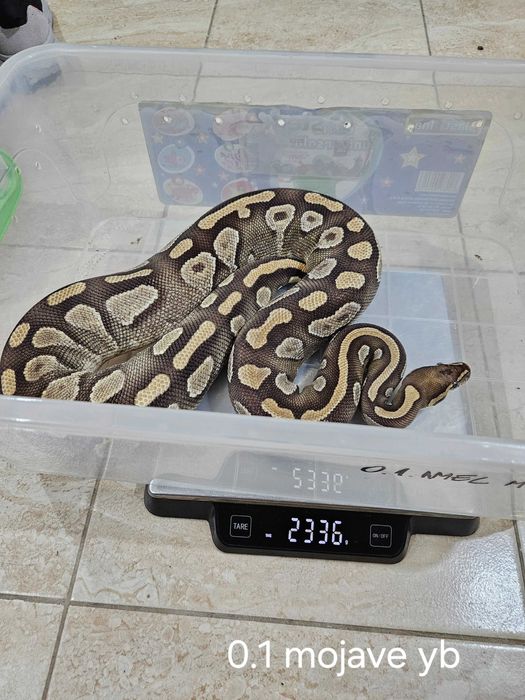 Vând Pitoni Regali Cluj