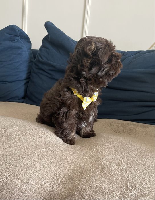 Pui adorabil Chocolate Yorkshire Terrier de vânzare!