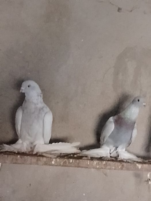 Продам голубей..