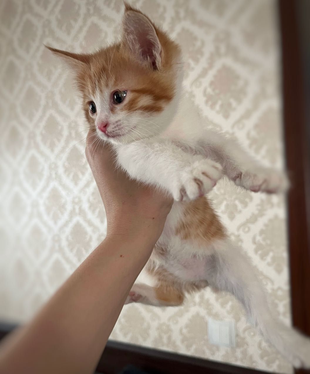 Отдам котёнка в добрые руки( мальчик)