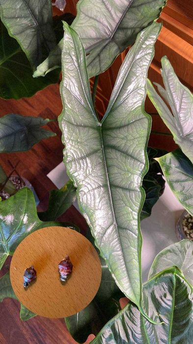 Алоказии по сниженной цене Жаклин, Портодора, Дыхание дракона, Полли