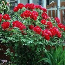 Bujor De Tip Pomișor