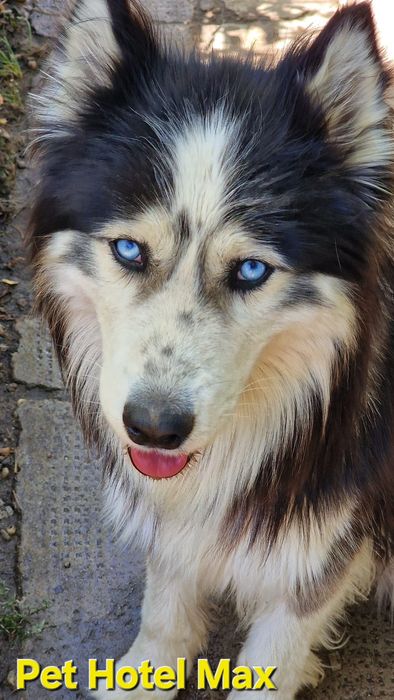 Cazare Pensiune canină /animale de campanie