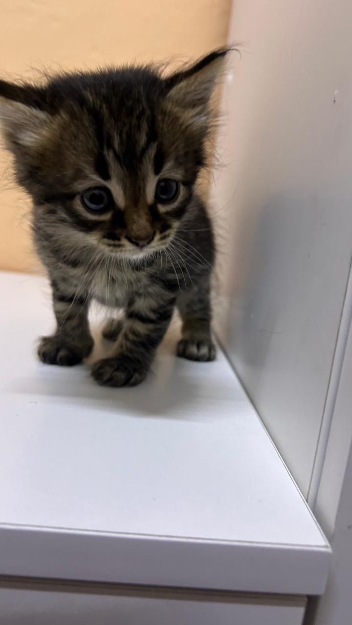 Котята ищут дом!