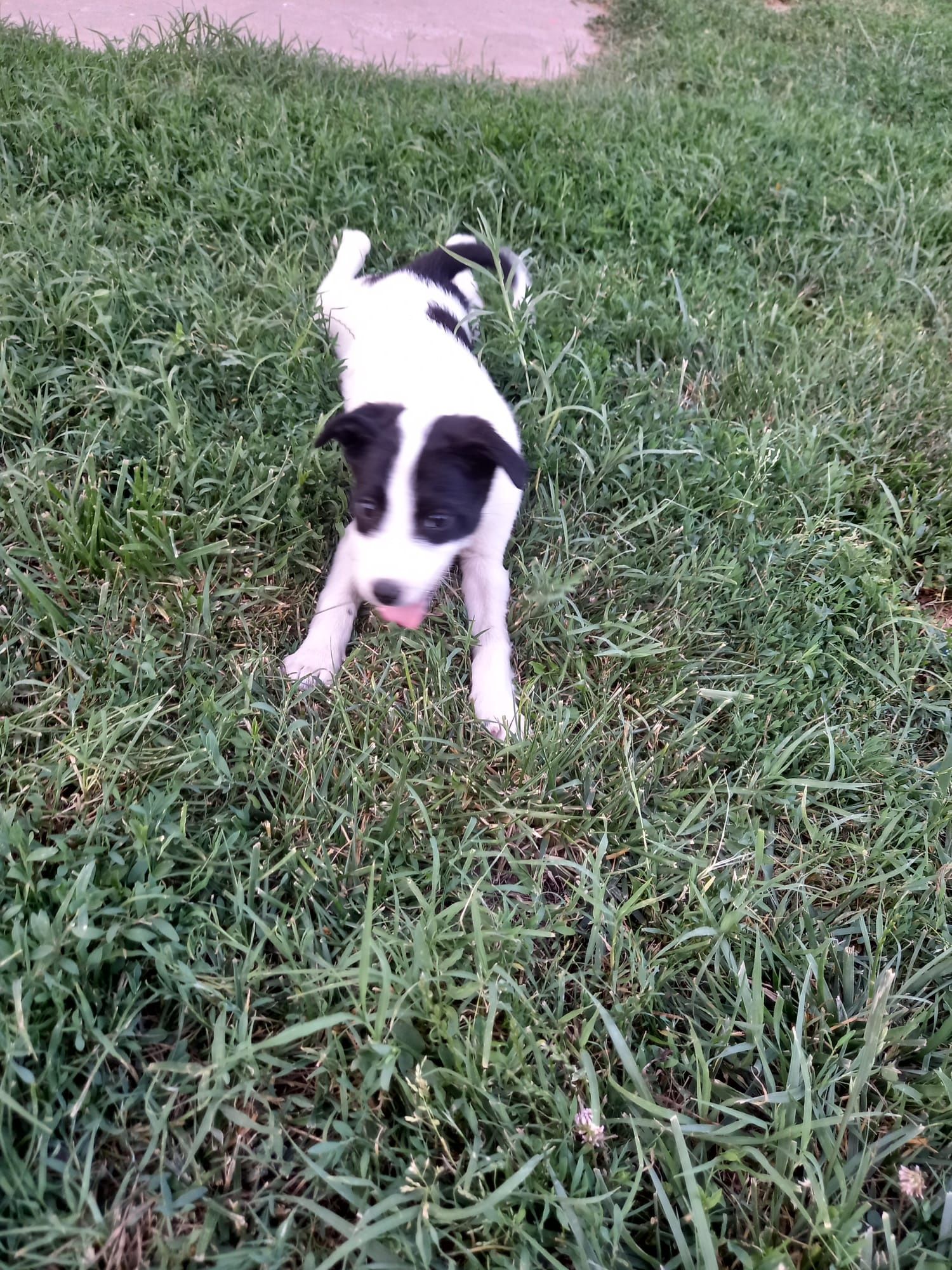 Ofer spre adopție !!!
