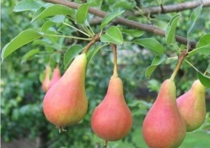 Par (Soiul Mirandino Rosso )