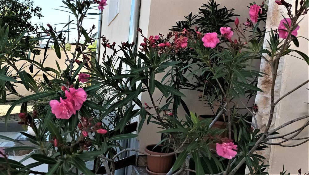 Leandru roz parfumati, flori multiplie