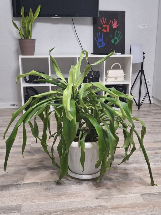 Продам комнатные растение