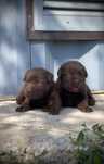 Labrador Retriever